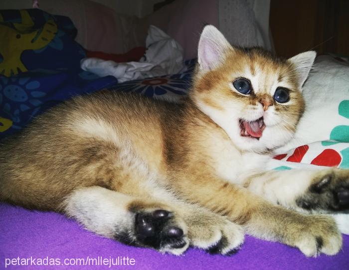 juliette Dişi British Shorthair