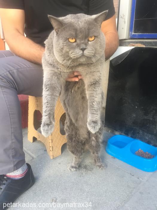 çakıl Erkek British Shorthair