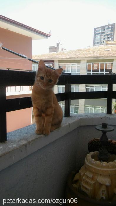 toprak Erkek British Shorthair