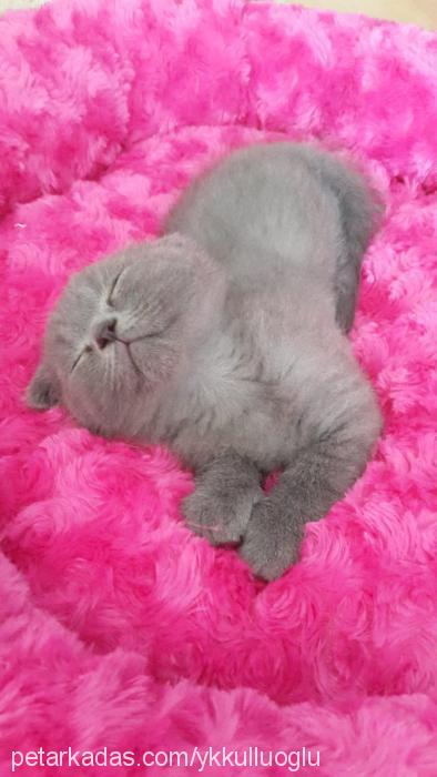 bilinçik Dişi Scottish Fold