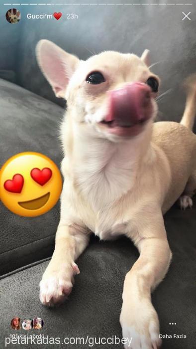 gucci Erkek Chihuahua
