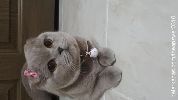 şila Dişi Scottish Fold