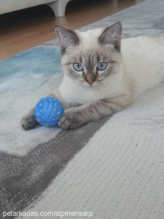 pamuk Dişi British Shorthair