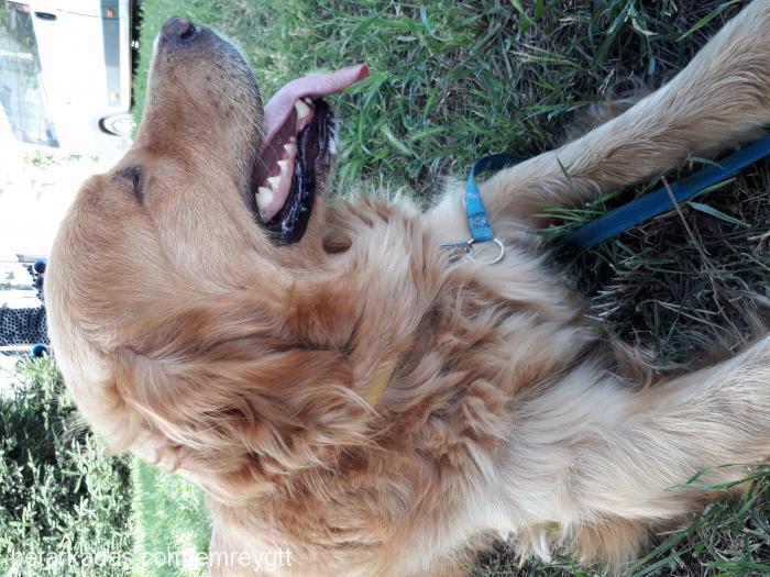 daisy Dişi Golden Retriever