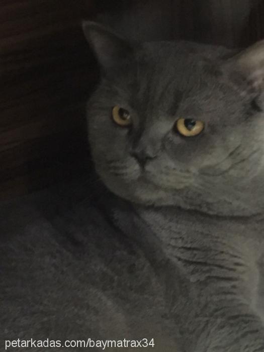 çakıl Erkek British Shorthair