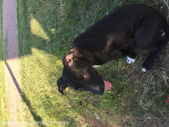 lucky Dişi Amerikan Pitbull Terrier