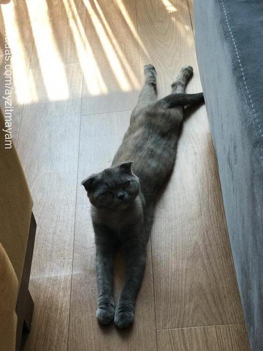 ayzıt Dişi Scottish Fold