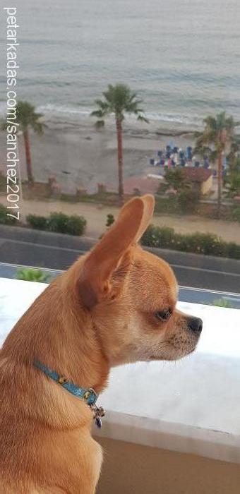 sanchez Erkek Chihuahua