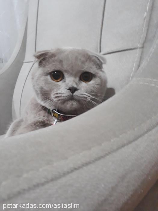 Şila Dişi Scottish Fold