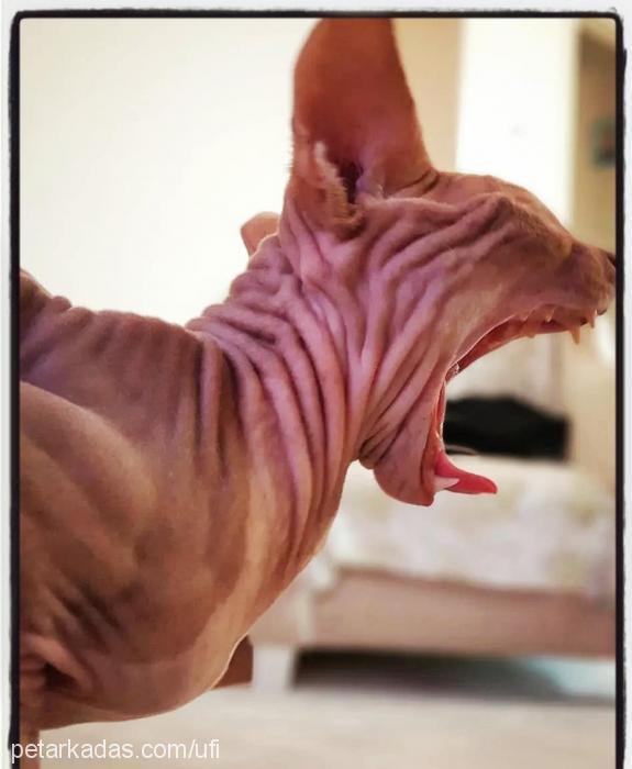 ufİ Erkek Sphynx