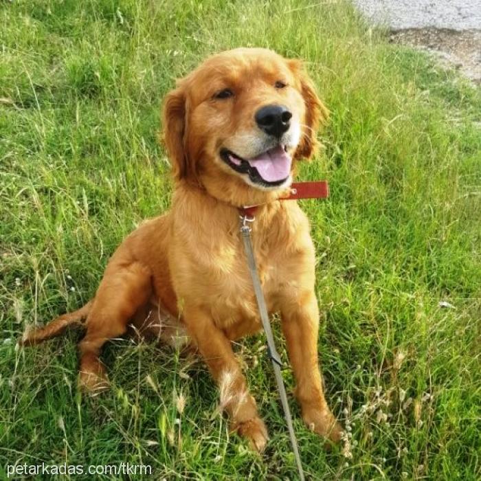 Çaktu Erkek Golden Retriever