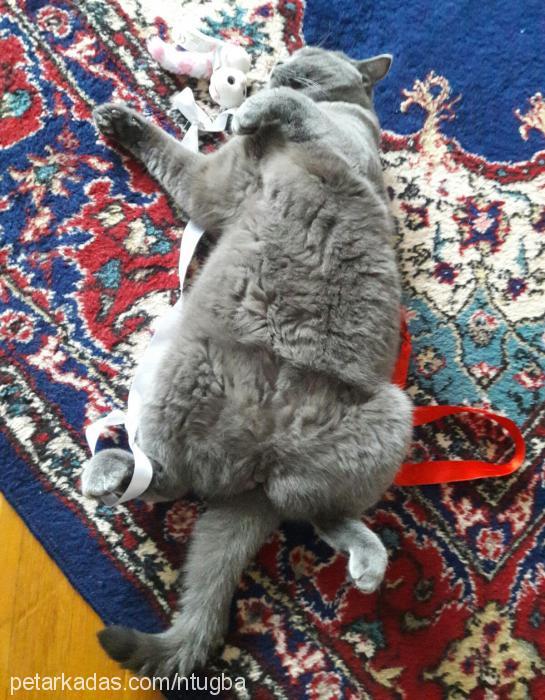 Şirin Dişi British Shorthair