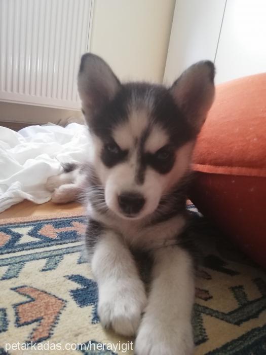 hera Dişi Sibirya Kurdu (Husky)