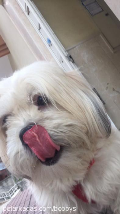 bobby Erkek Lhasa Apso