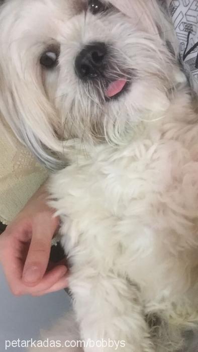 bobby Erkek Lhasa Apso