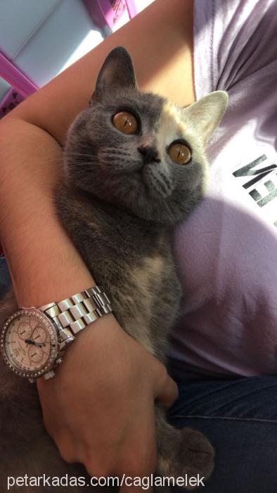 ıvarayvar Dişi British Shorthair