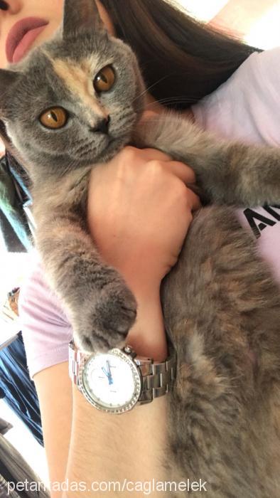 ıvarayvar Dişi British Shorthair