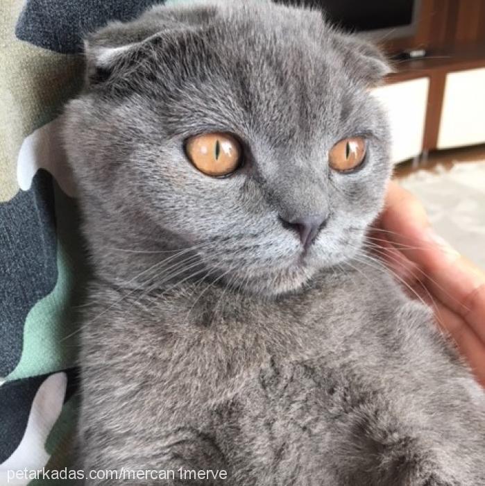 mercan Erkek Scottish Fold