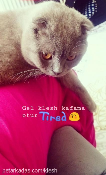 klesh Erkek Scottish Fold