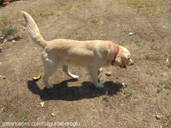 voligolden Erkek Golden Retriever