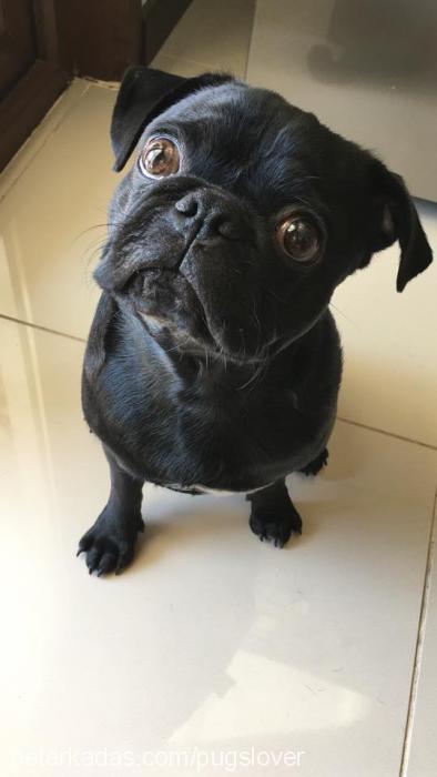 dobby Erkek Pug