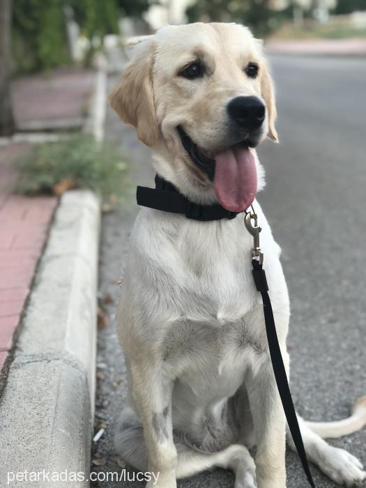 lucsy Dişi Golden Retriever