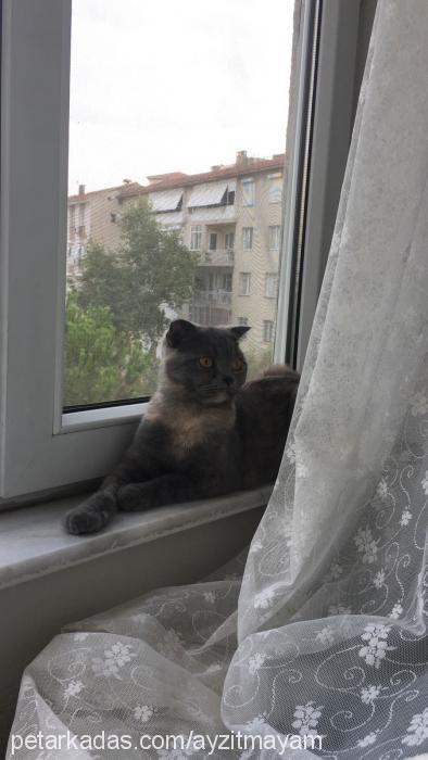 ayzıt Dişi Scottish Fold