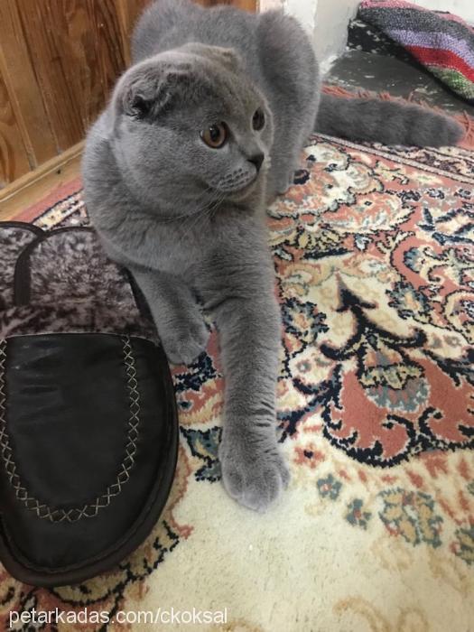 leo Erkek British Shorthair