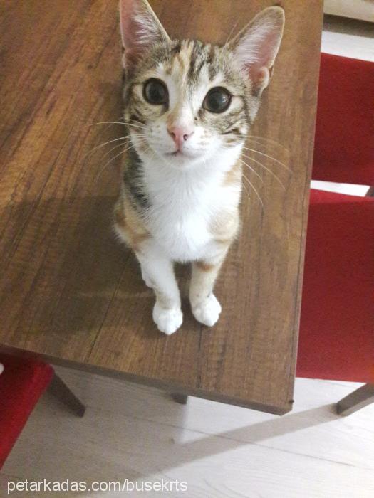 nazlı Dişi Tekir Kedi