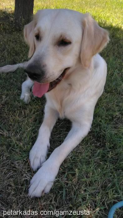 angel Dişi Golden Retriever