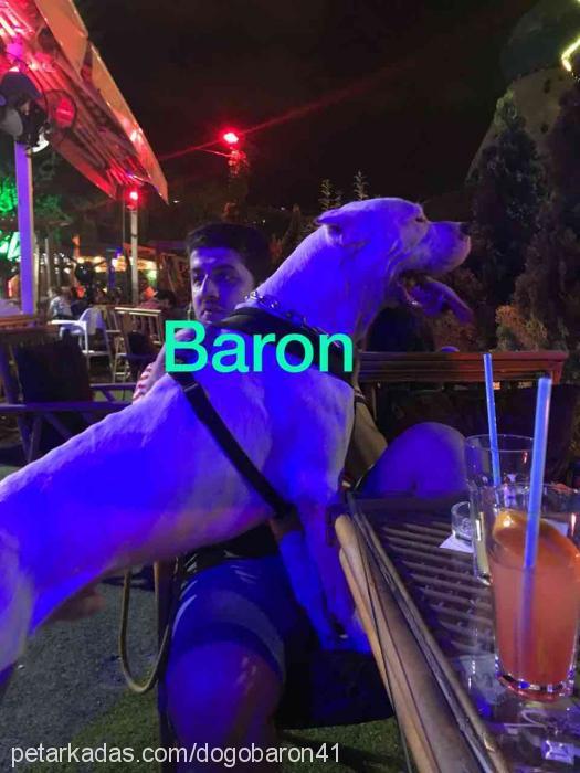 baron Erkek Dogo Arjantin