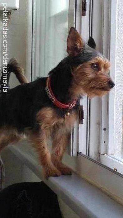 bıdık Erkek Yorkshire Terrier