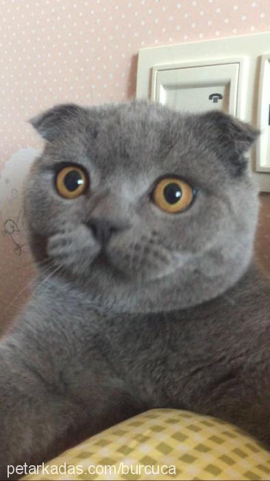 sekiz Erkek Scottish Fold