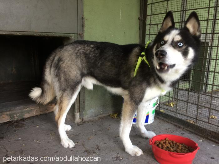 kuzey Erkek Sibirya Kurdu (Husky)