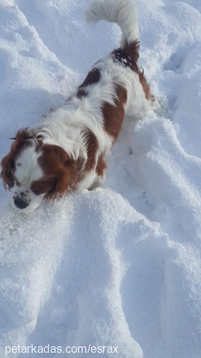 leon Erkek Cavalier King Charles Spanieli