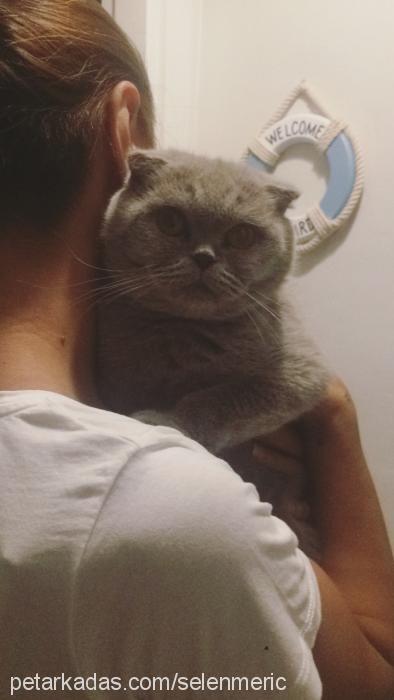 maya Dişi Scottish Fold