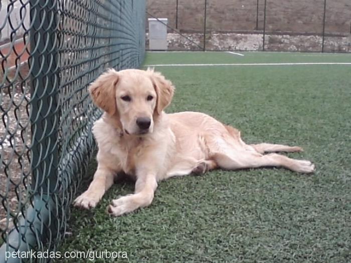 badem Erkek Golden Retriever