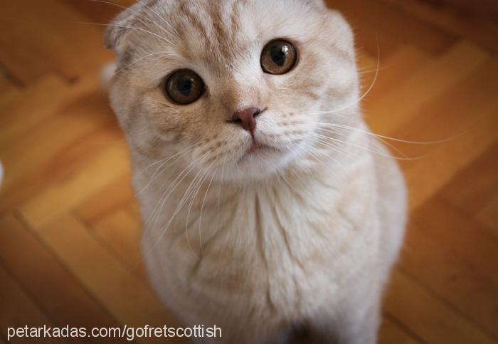 gofret Erkek Scottish Fold