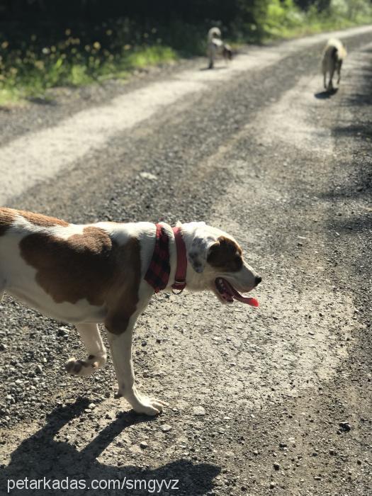 maya Dişi Amerikan Staffordshire Terrier
