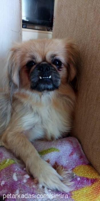 simira Dişi Pekingese