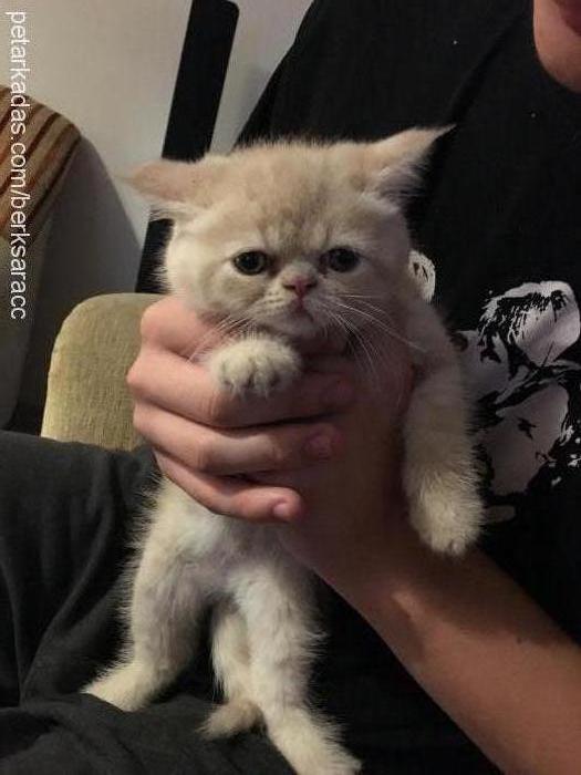 tata Dişi Exotic Shorthair