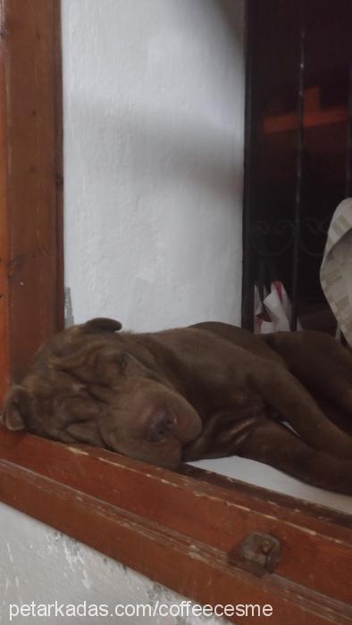 coffee Erkek Çin Shar-Pei