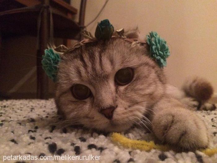 ceku Dişi Scottish Fold