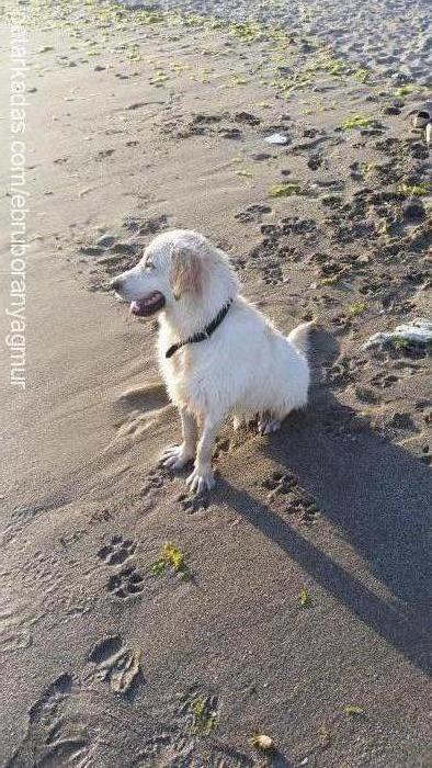 Şansli Erkek Golden Retriever