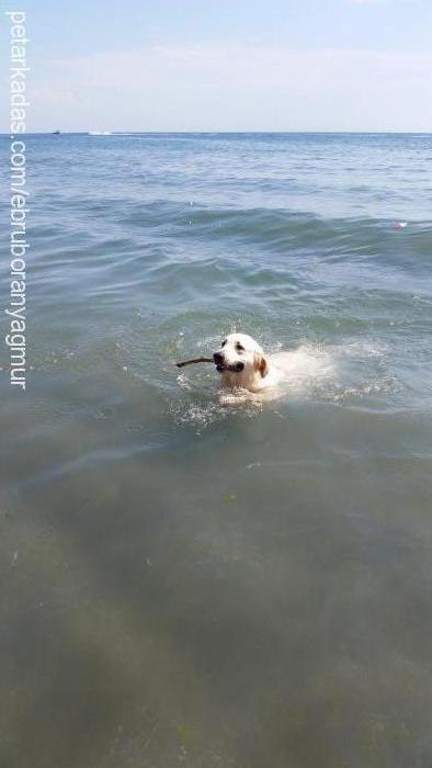 Şansli Erkek Golden Retriever