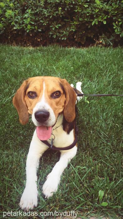 duffy Erkek Beagle