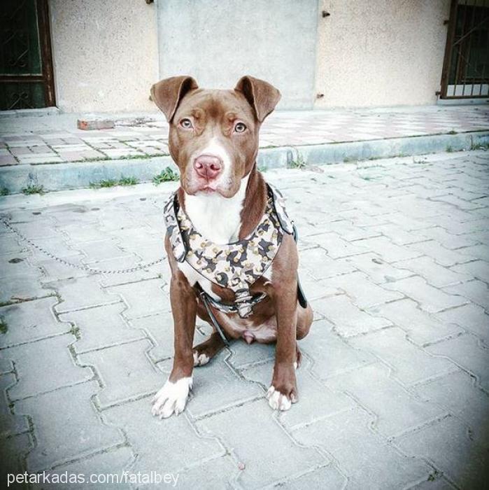 karamel Dişi Amerikan Pitbull Terrier