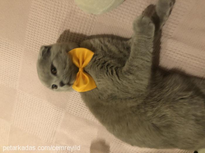 Çakıl Erkek Scottish Fold