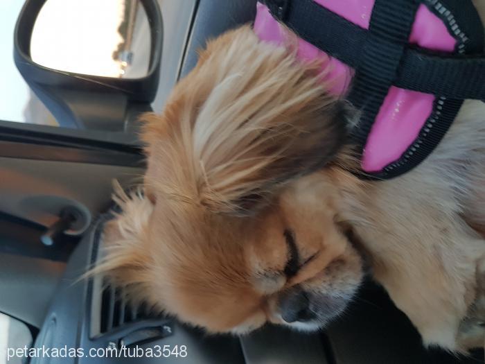 lucy Dişi Pekingese