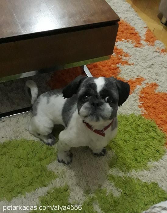 harry Erkek Shih-Tzu